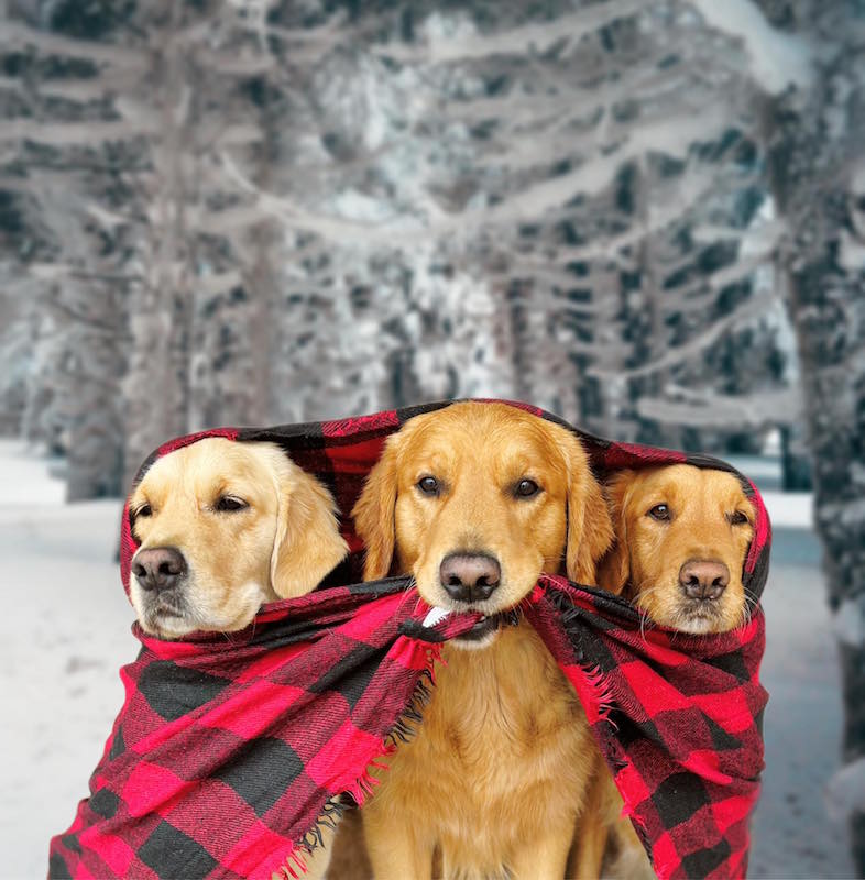 terápiás kutyák télen